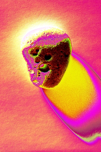 skull, tounge,microorcanism,