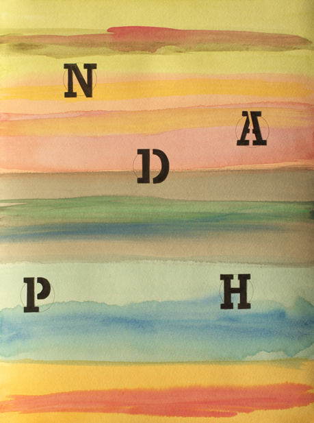 nadph, cellular respiration, electron, calvin cycle, photosynthisis
