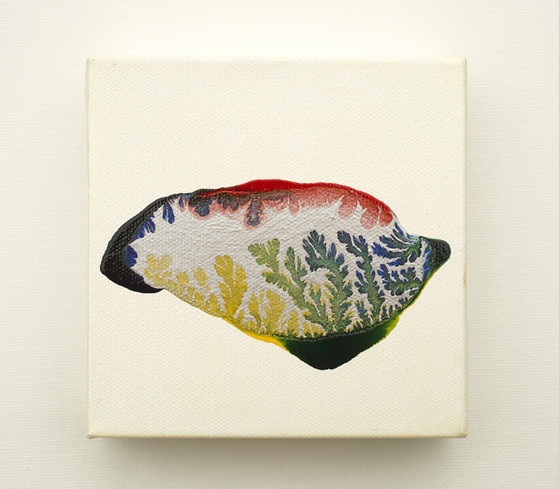 seaweed, sea plant, envoirnment, ecology,