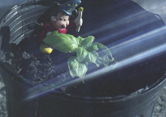 mickeymouse, magician, wand, basil,