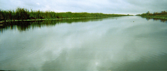 alligator alley,