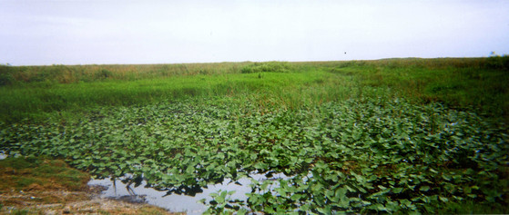 swampland,